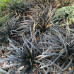 Ophiopogon japonicus Black