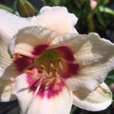 Hemerocallis 32