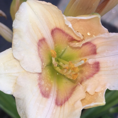 Hemerocallis "Bette Davis" 33