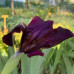Iris tamno ljubicasti