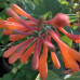 Lonicera "Dropmore Scarlet"