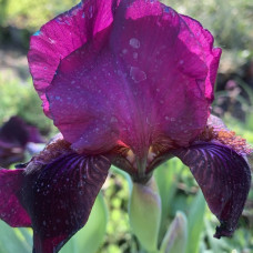 Iris tamno ljubicasti