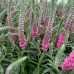 Veronica spicata 'Heidekind'