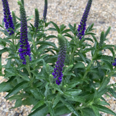 Veronica spicata - visoka