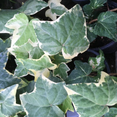 Hedera 1