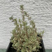 Thymus silver variegatum