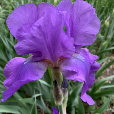 Iris plavi