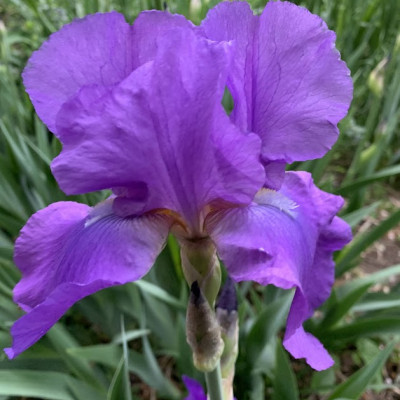Iris plavi