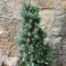 Picea glauca "Sanders Blue"