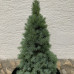 Picea glauca "Sanders Blue"