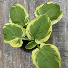 Hosta "Inga"