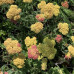 Achillea milefolium "Terracota"