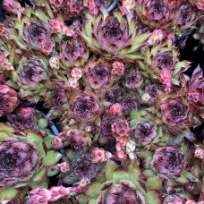 Sempervivum 32