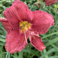 Hemerocallis 3
