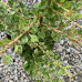 Berberis "Natasha"