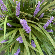 Ophiopogon japonicus