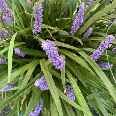 Ophiopogon japonicus