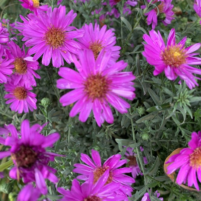 Aster september