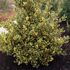 Ilex altaclerensis  "Golden king"