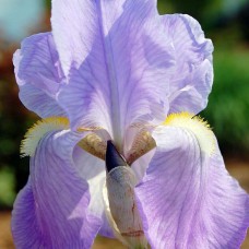 Iris germanica Lovely Again