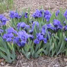 Iris pumila blue