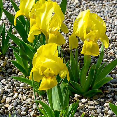 Iris pumila 'Banbury Ruffles'