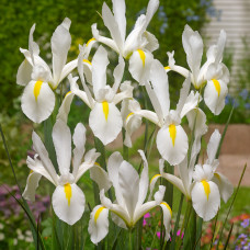 Iris "White Exscelsior"