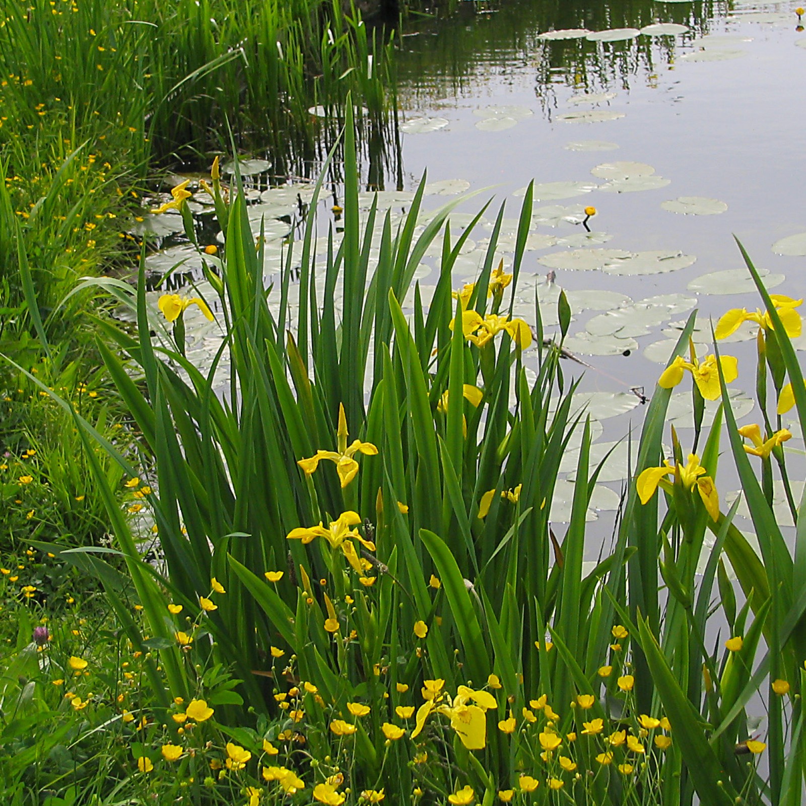 Вода аира. Ирис болотный (аировидный). Ирис болотный аировидный желтый. Ирис болотный Íris pseudácorus. Ирис болотный (Iris pseudacorus).