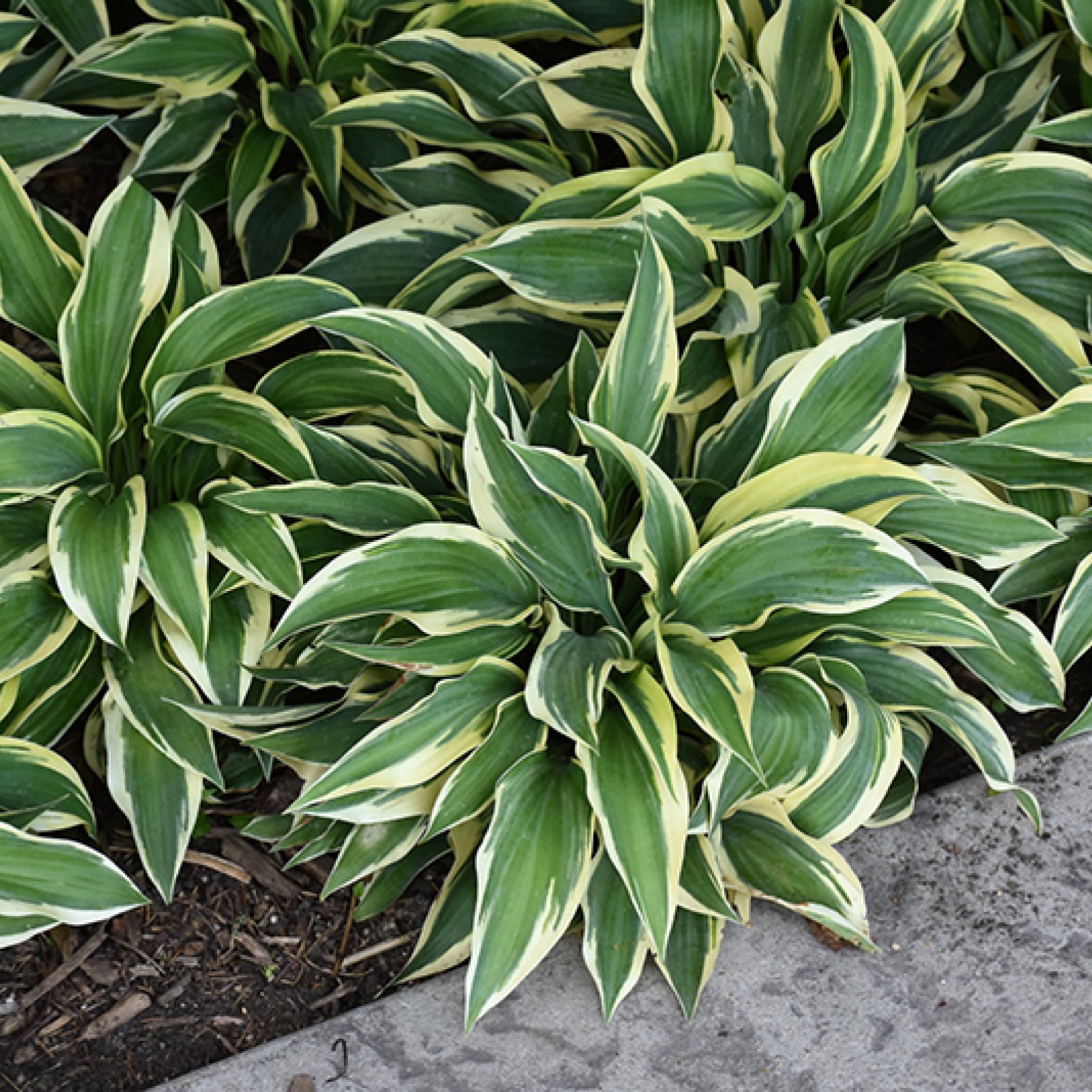 Hosta "Wolverine" - Rasadnik „Jelena”