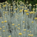 Helichrysum italicum - Smilje