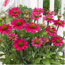 Echinacea purpurea magenta pearl