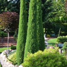 Juniperus communis "Hibernica"