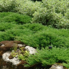 Juniperus horizontalis