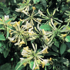 Lonicera "Graham Tomas"