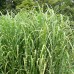 MISCANTHUS „ZEBRINUS“