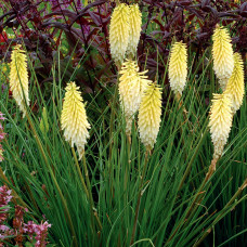 Kniphofia "Pineapple Popsicle"
