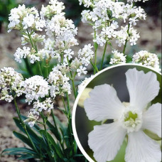 Lychnis viscaria "Alba"