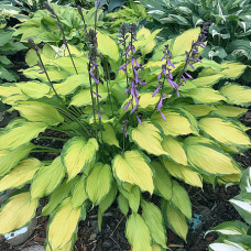 Hosta "Lady Guinevere"