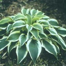 Hosta Courtesy of Mary Chastain