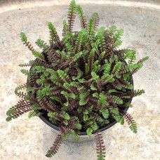 Leptinella platts "Black" Leptinella platts "Black"