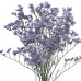 LIMONIUM LATIFOLIA