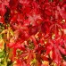 LIQUIDAMBAR STYRACIFLUA
