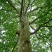 Platanus x acerifolia