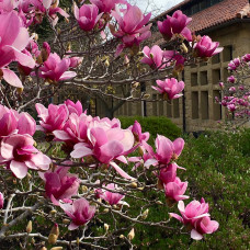 Magnolia x soulangeana