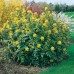 Mahonia aquifolium