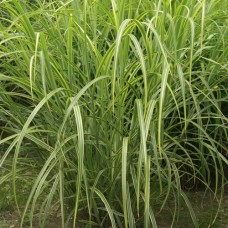 MISCANTHUS sinensis  'Luc Andr Lepage'