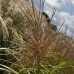 MISCANTHUS sinensis  'Luc Andr Lepage'