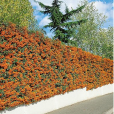 Pyracantha teton