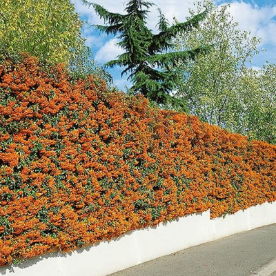 Pyracantha teton