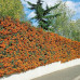 Pyracantha teton